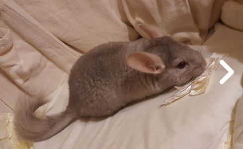 Шиншили шушики