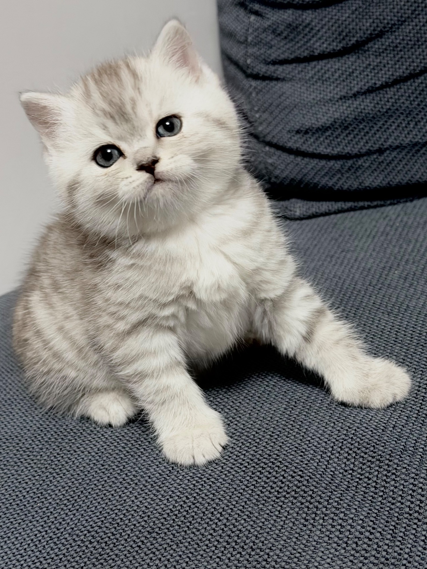 Чарівні котята Хайленд Фолд, Страйт