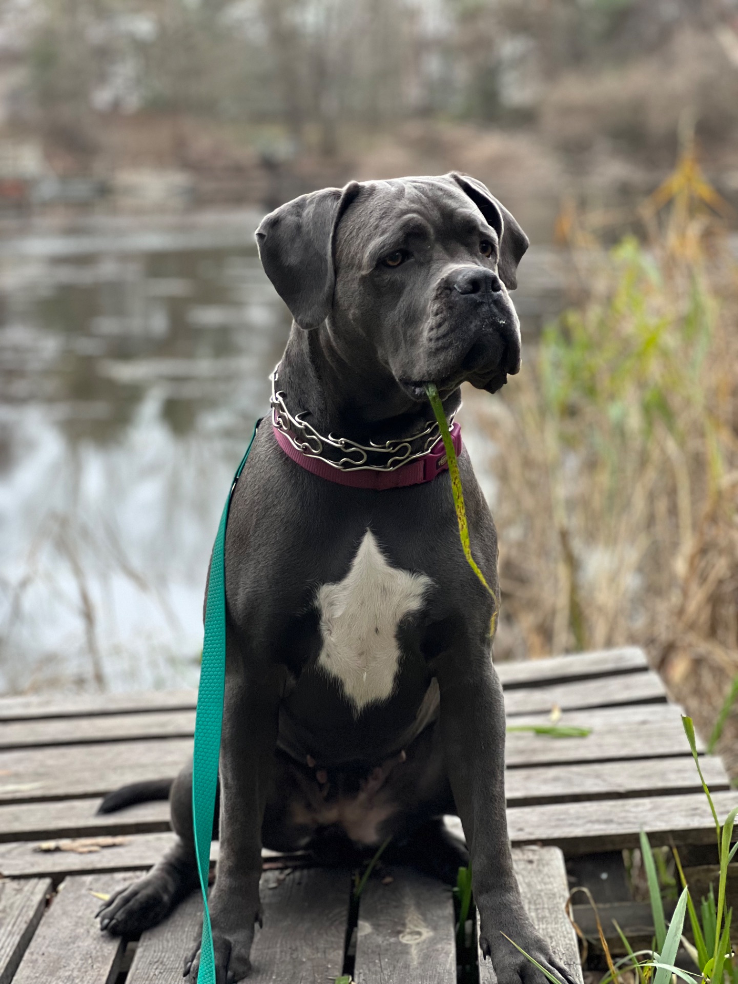 Цуценята Кане-корсо