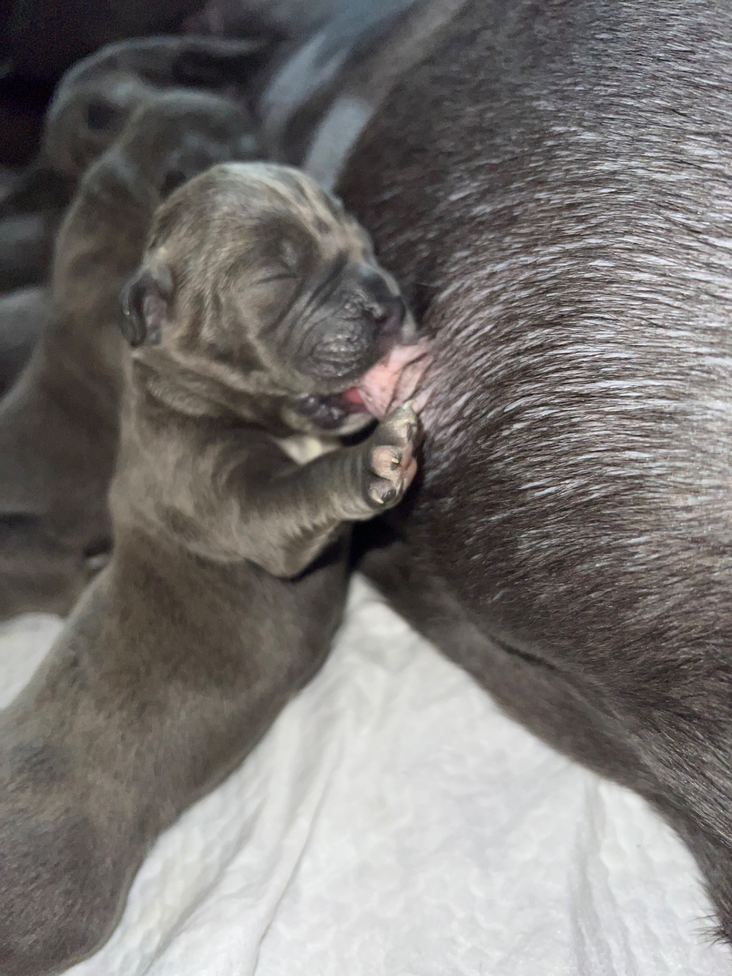 Цуценята Кане-корсо