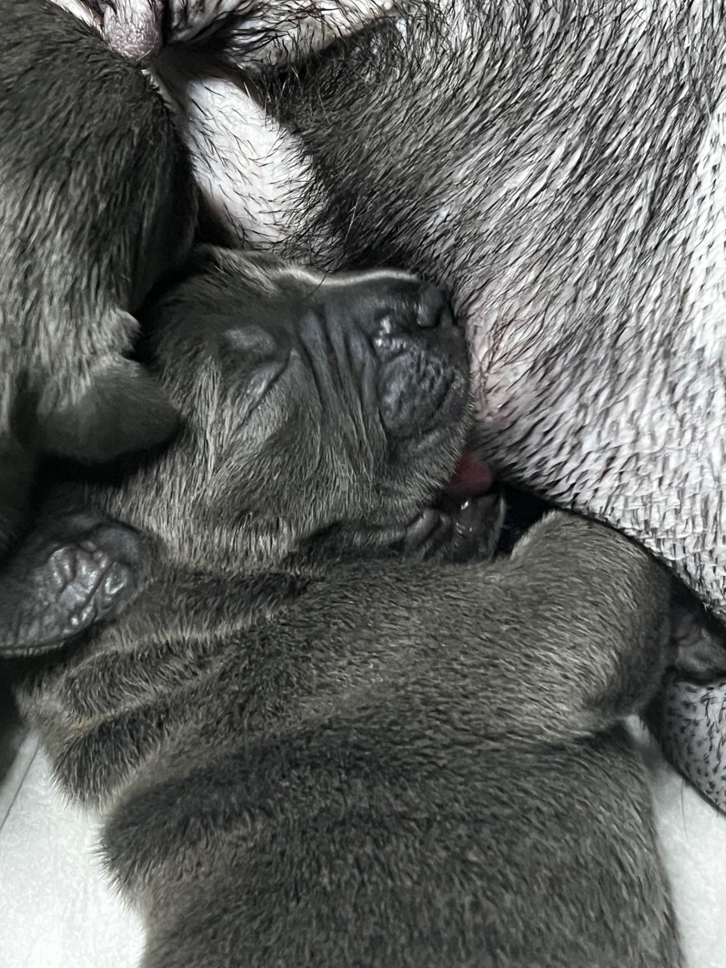 Цуценята Кане-корсо