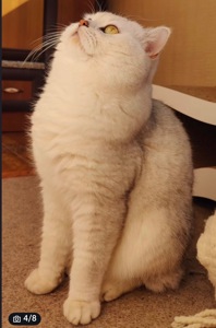 Чарівні котята Хайленд Фолд, Страйт