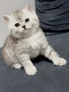 Чарівні котята Хайленд Фолд, Страйт