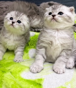 Чарівні котята Хайленд Фолд, Страйт