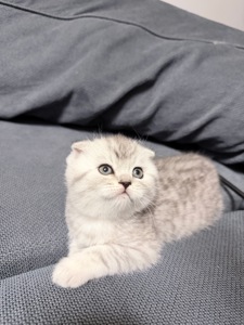 Чарівні котята Хайленд Фолд, Страйт