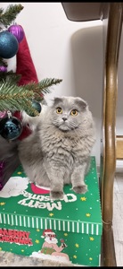 Чарівні котята Хайленд Фолд, Страйт