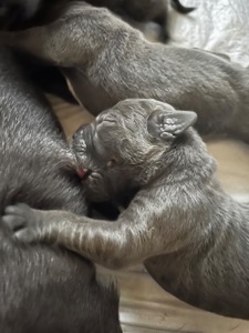 Цуценята Кане-корсо