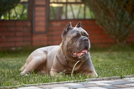 Цуценята Кане-корсо