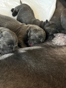 Цуценята Кане-корсо