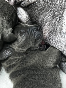 Цуценята Кане-корсо