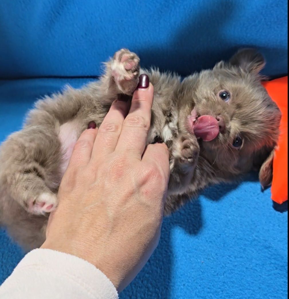 Цуценя чихуахуа, хлопчик, baby face! Документи КСУ