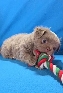 Цуценя чихуахуа, хлопчик, baby face! Документи КСУ