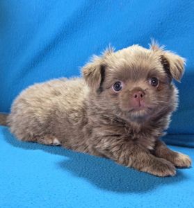 Цуценя чихуахуа, хлопчик, baby face! Документи КСУ