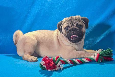 Цуценя Мопса-абрикосовий хлопчик! Професійне розведення