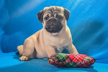 Цуценя Мопса-абрикосовий хлопчик! Професійне розведення