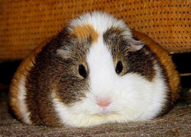 Морські свинки