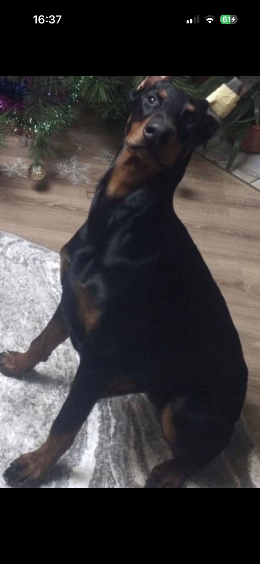 Цуценя доберман