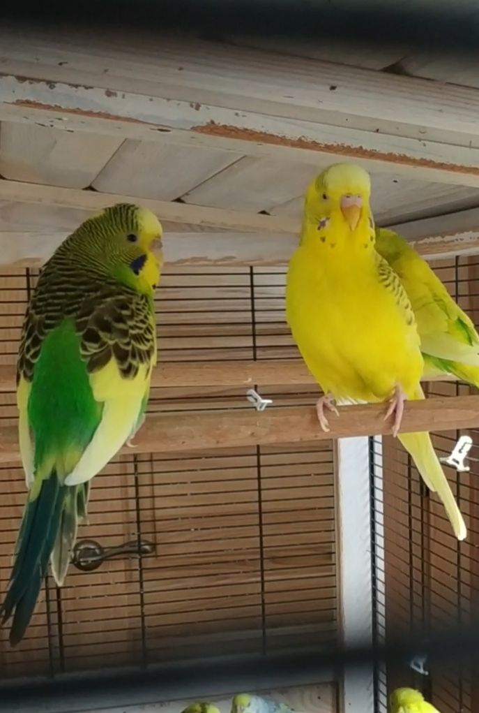 Сформована пара хвилястиків