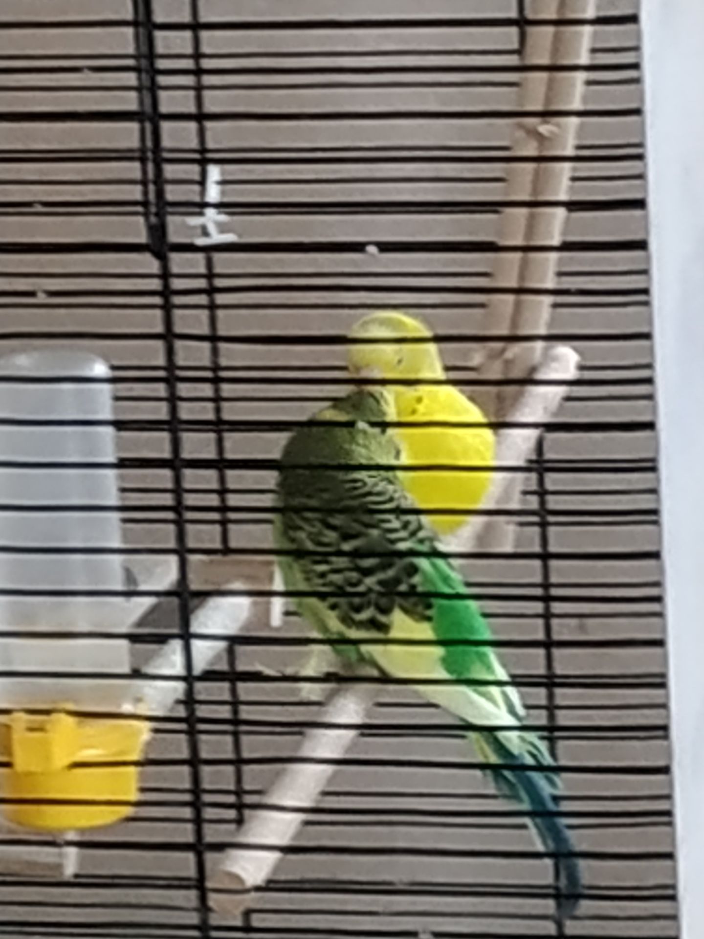 Сформована пара хвилястиків