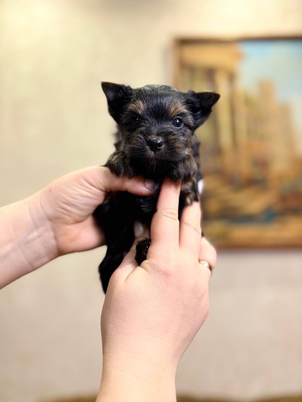 Хлопці йорка