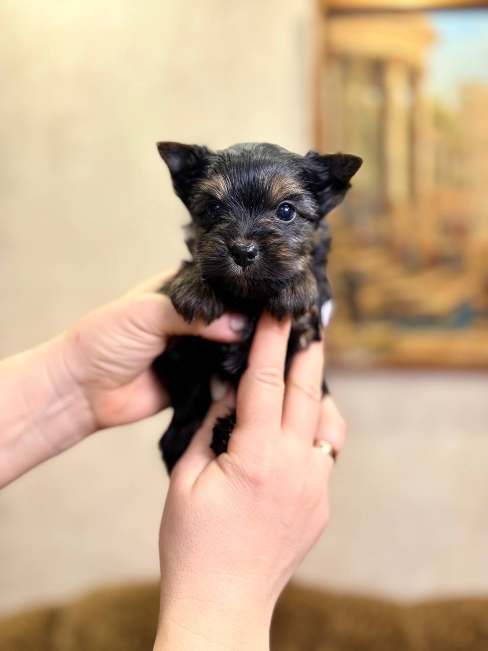 Хлопці йорка