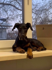 Цуценя доберман