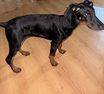 Цуценя доберман