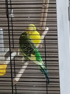 Сформована пара хвилястиків