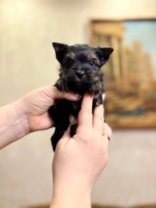 Хлопці йорка