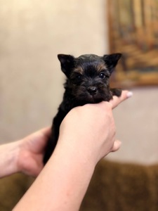 Хлопці йорка