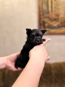 Хлопці йорка