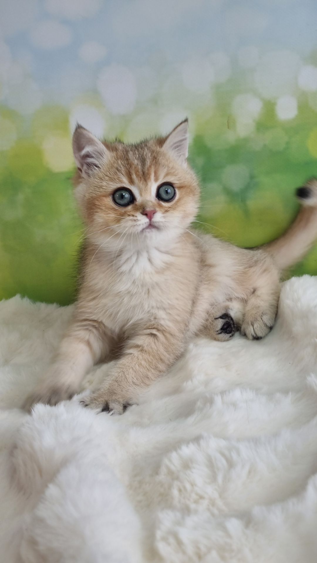 Британський хлопчик