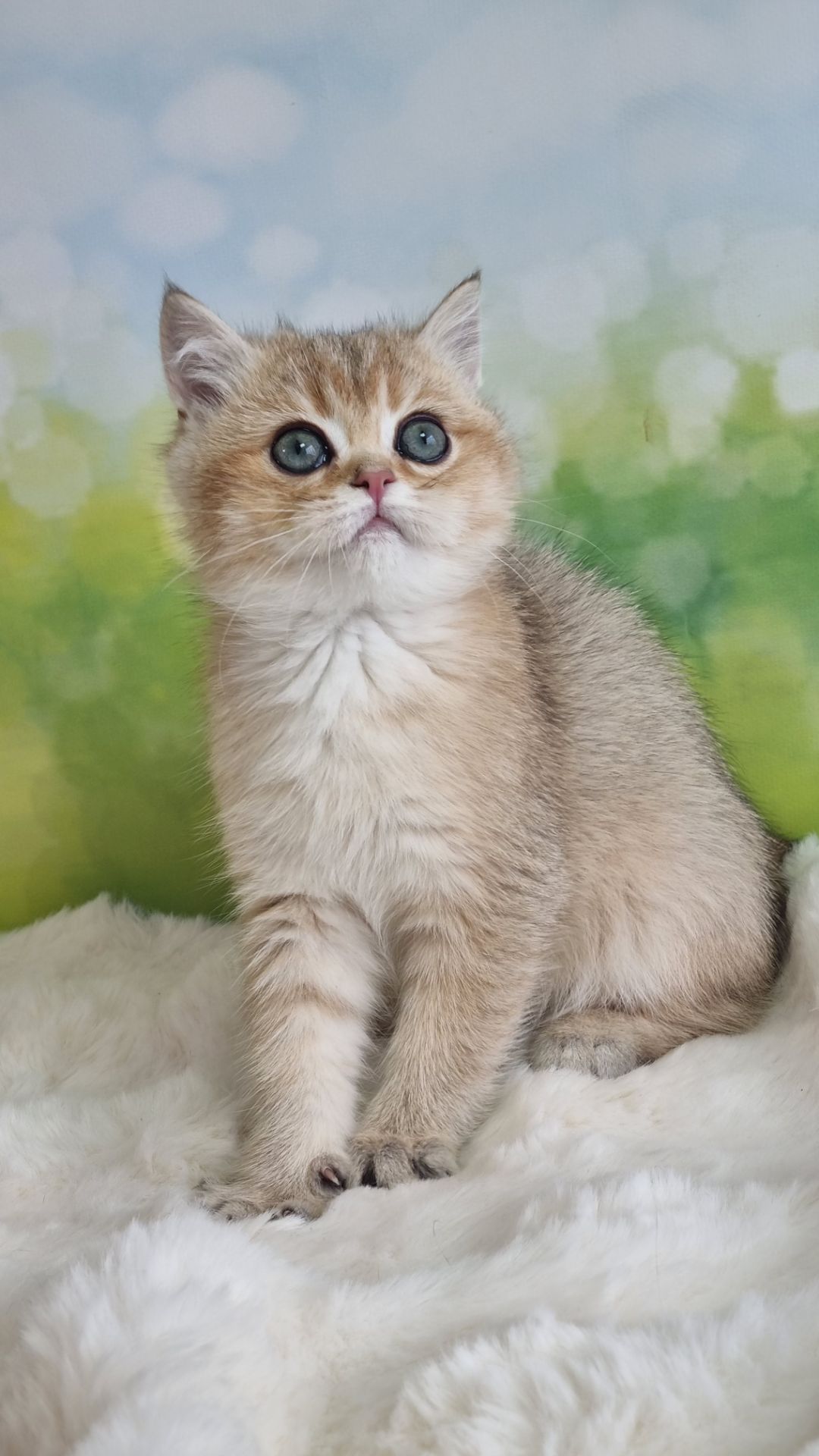 Британський хлопчик