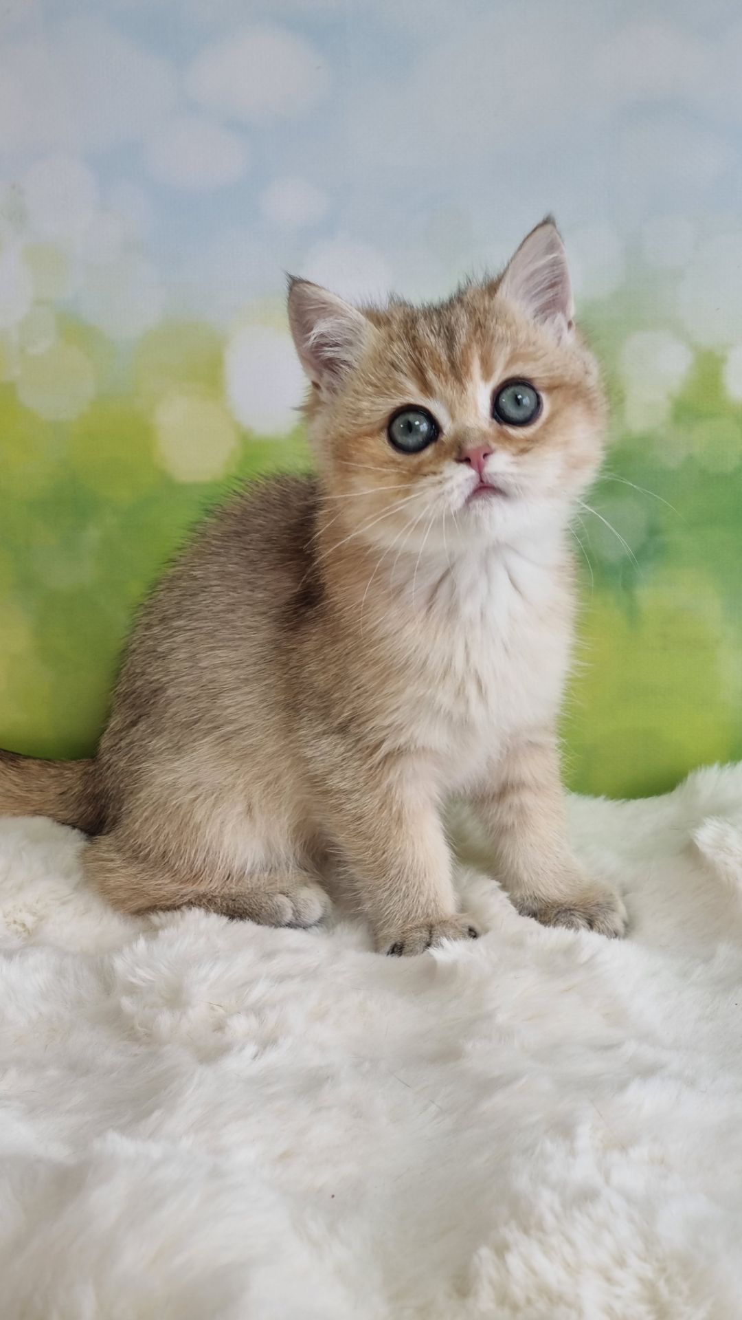 Британський хлопчик