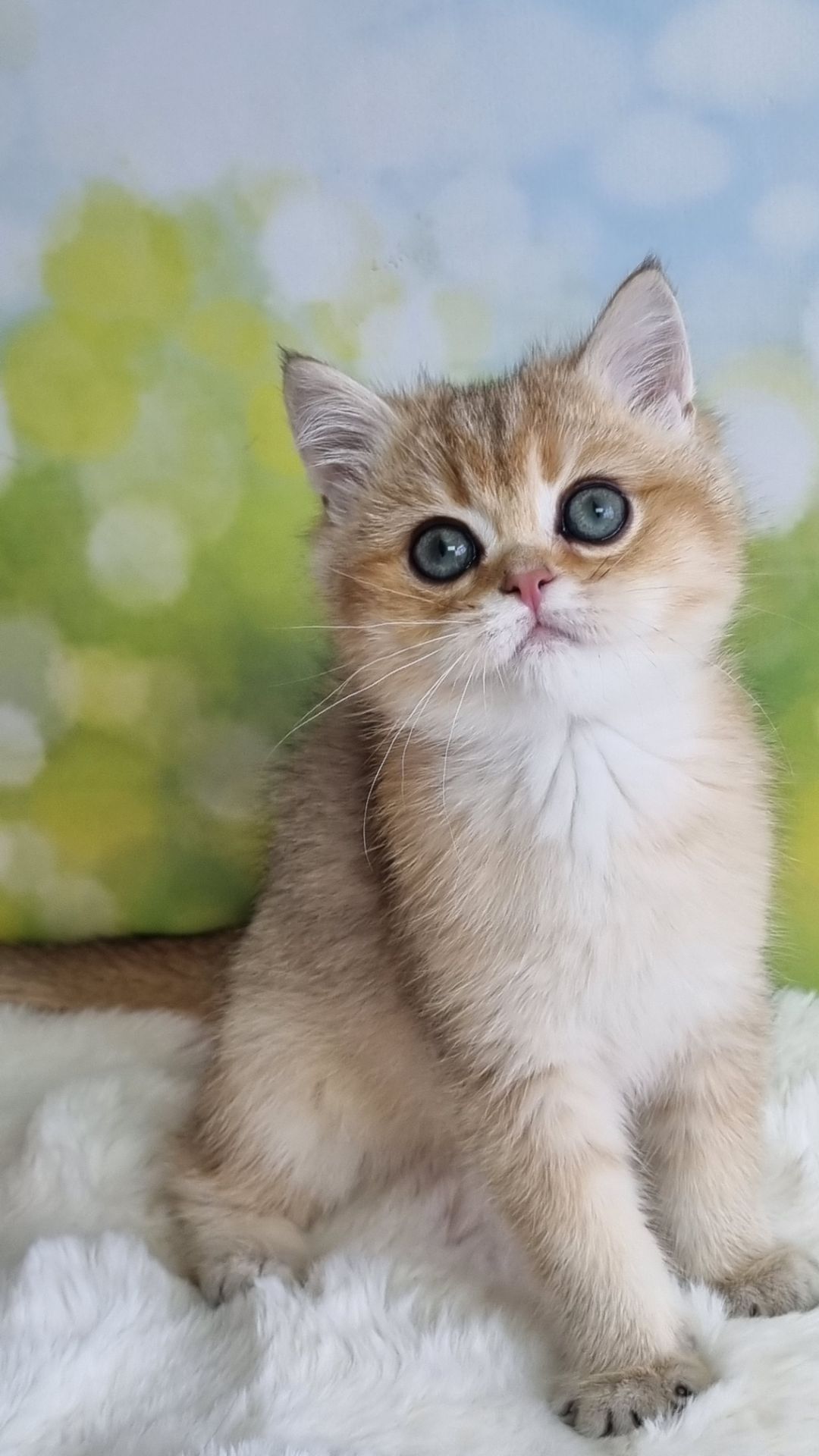 Британський хлопчик