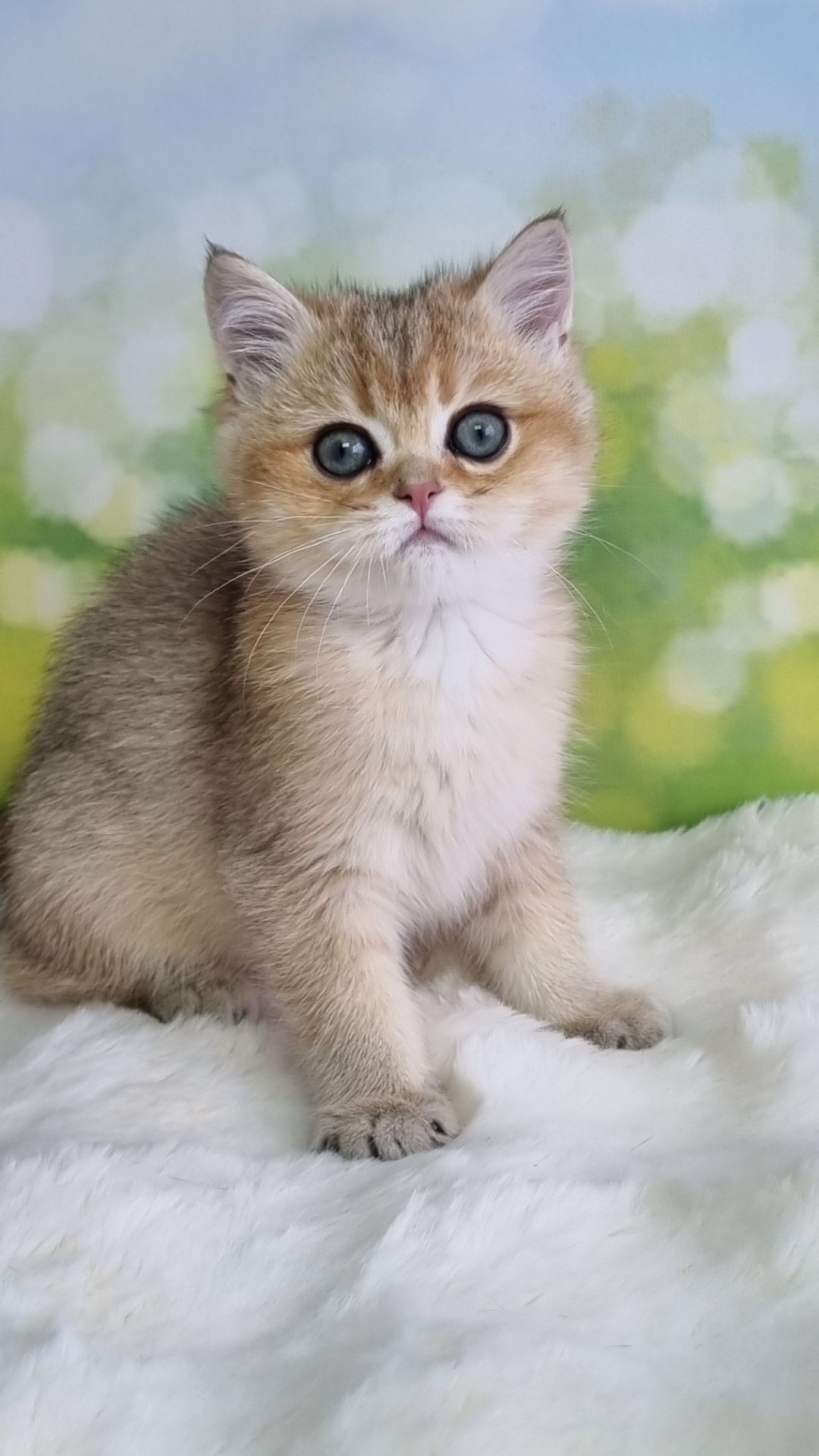 Британський хлопчик