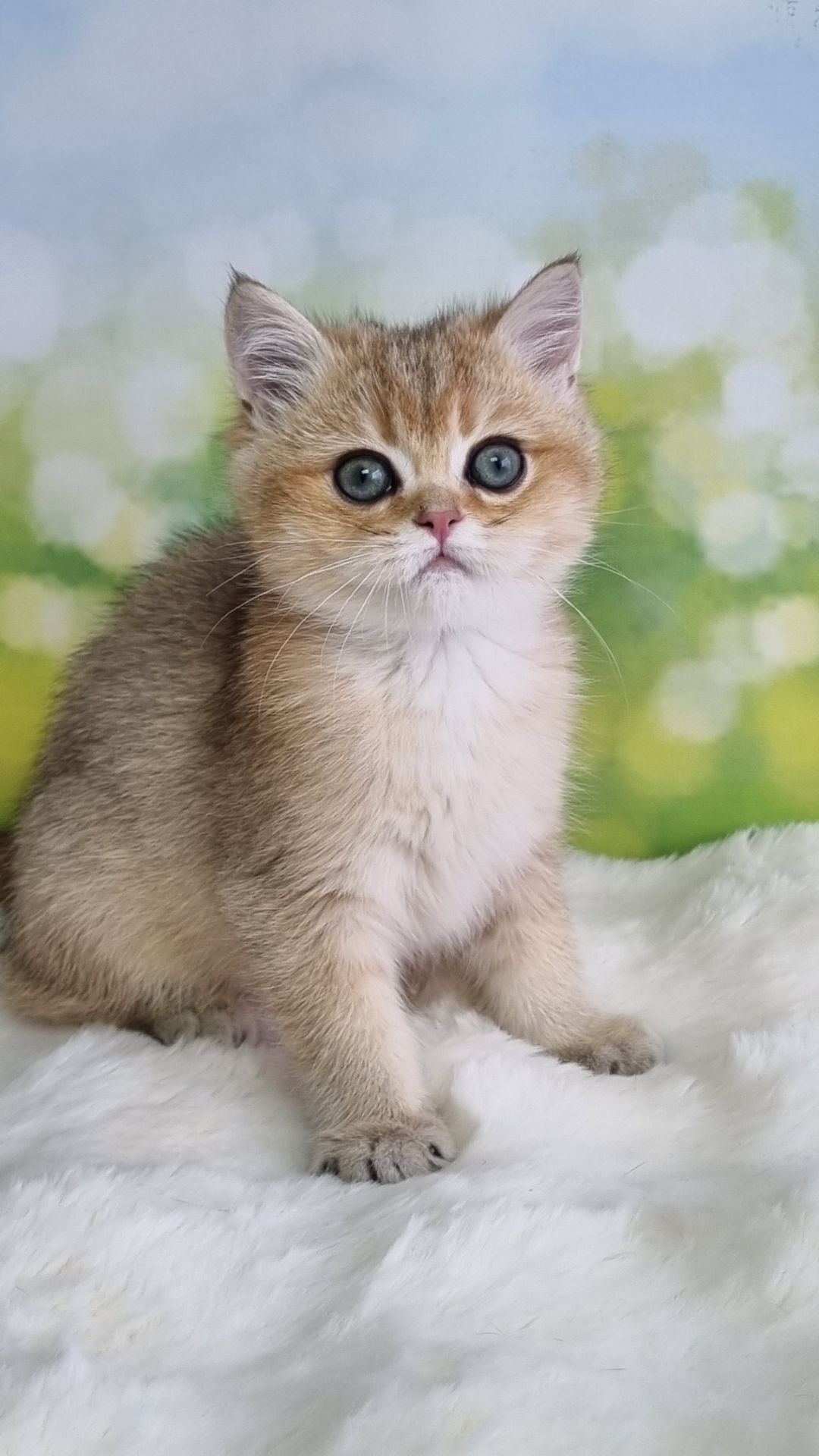 Британський хлопчик