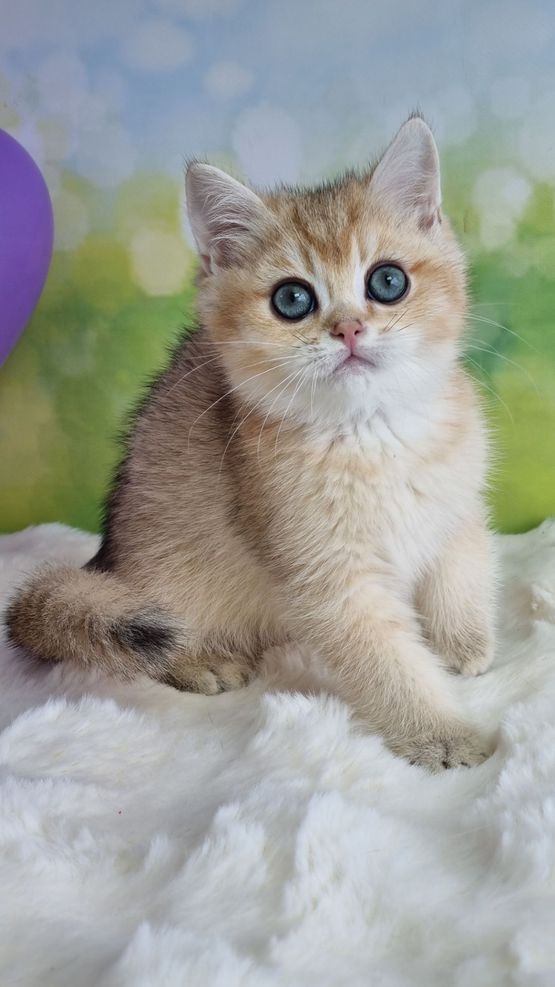 Кошенята Британські золоті