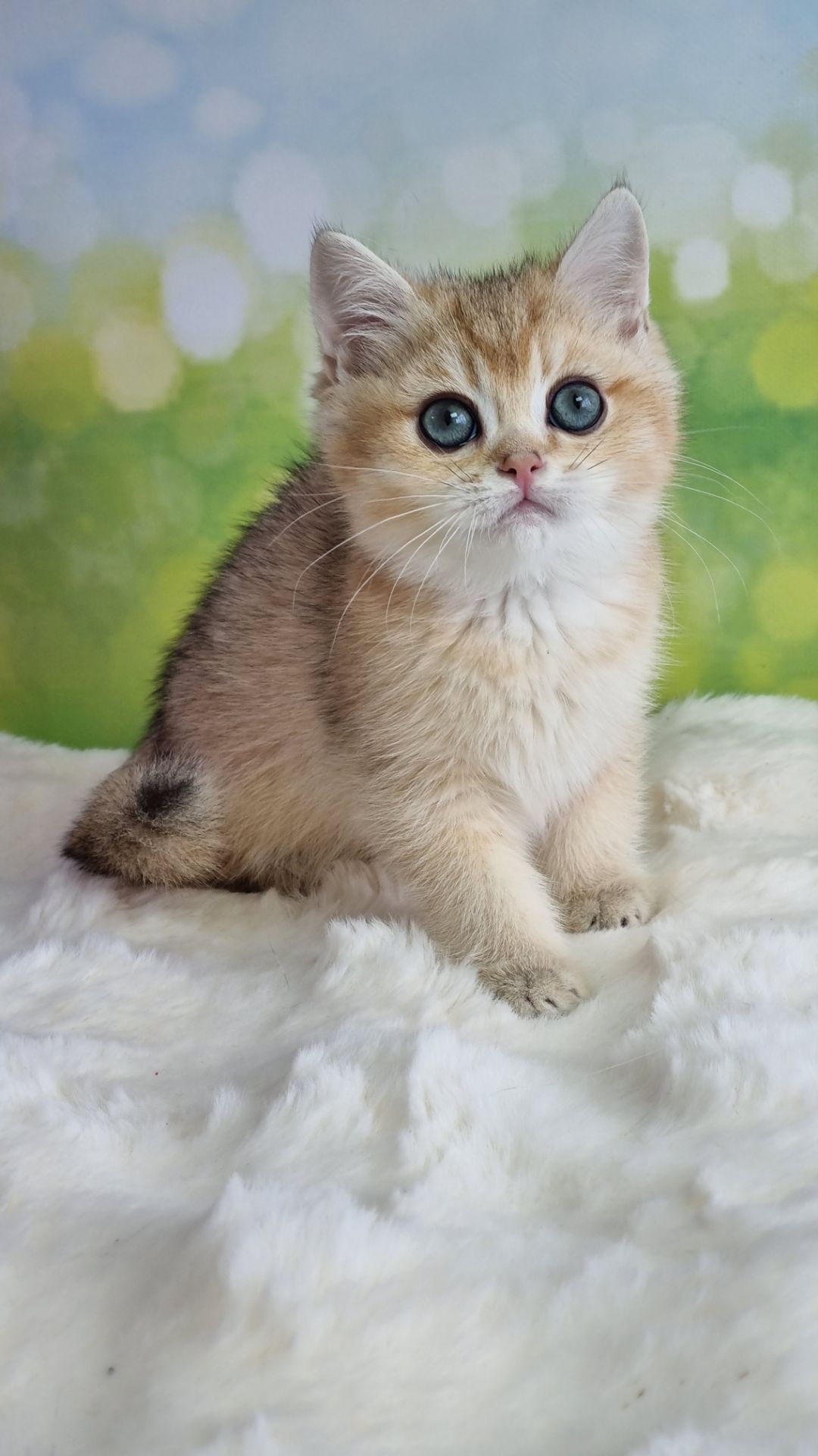 Кошенята Британські золоті