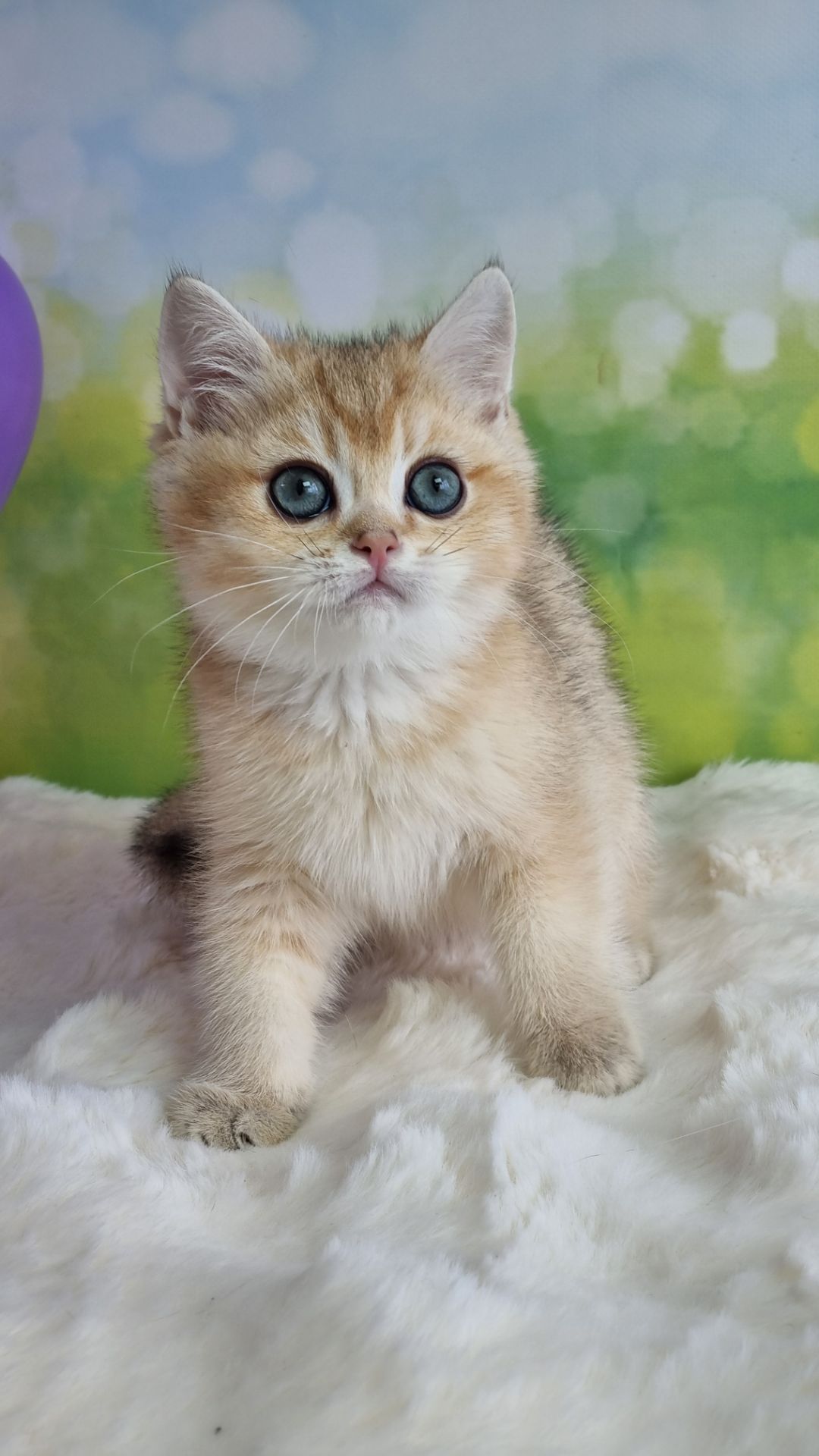 Кошенята Британські золоті