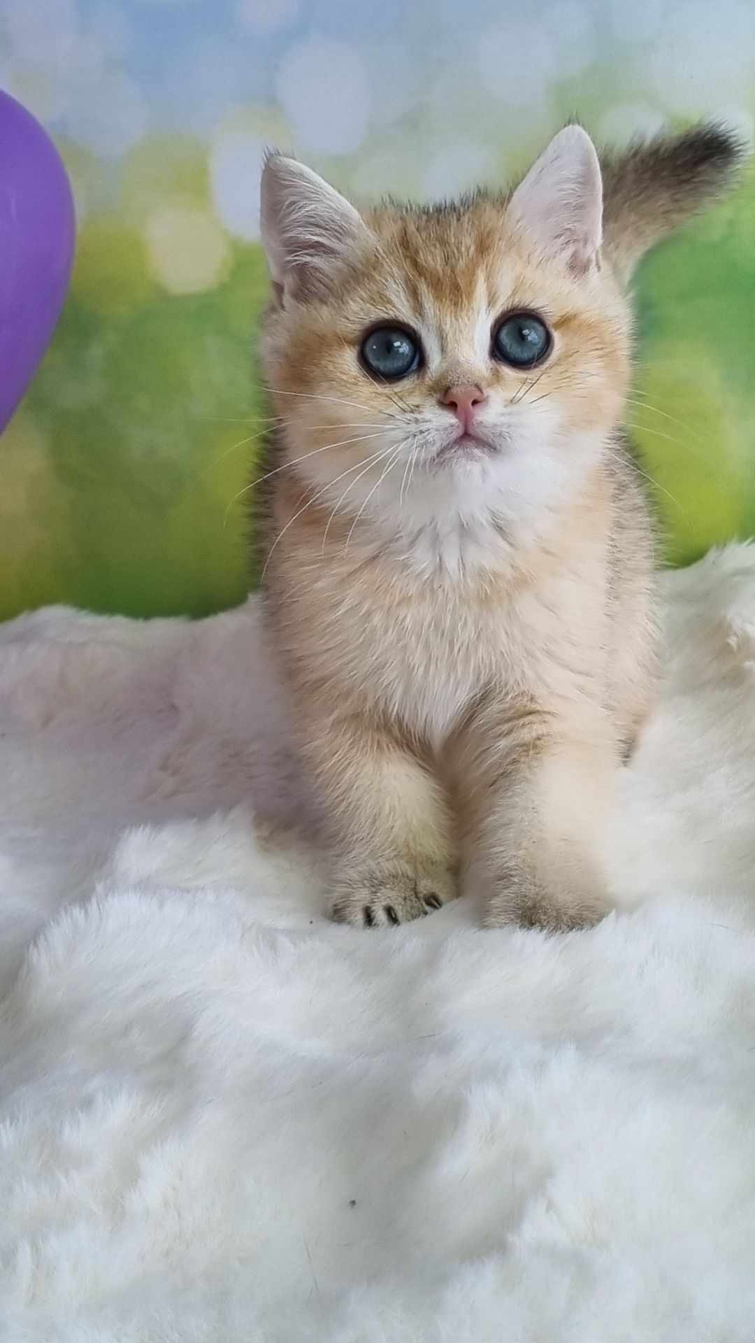 Кошенята Британські золоті