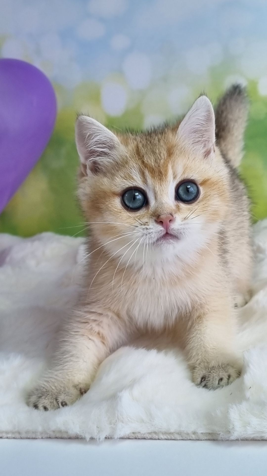 Кошенята Британські золоті