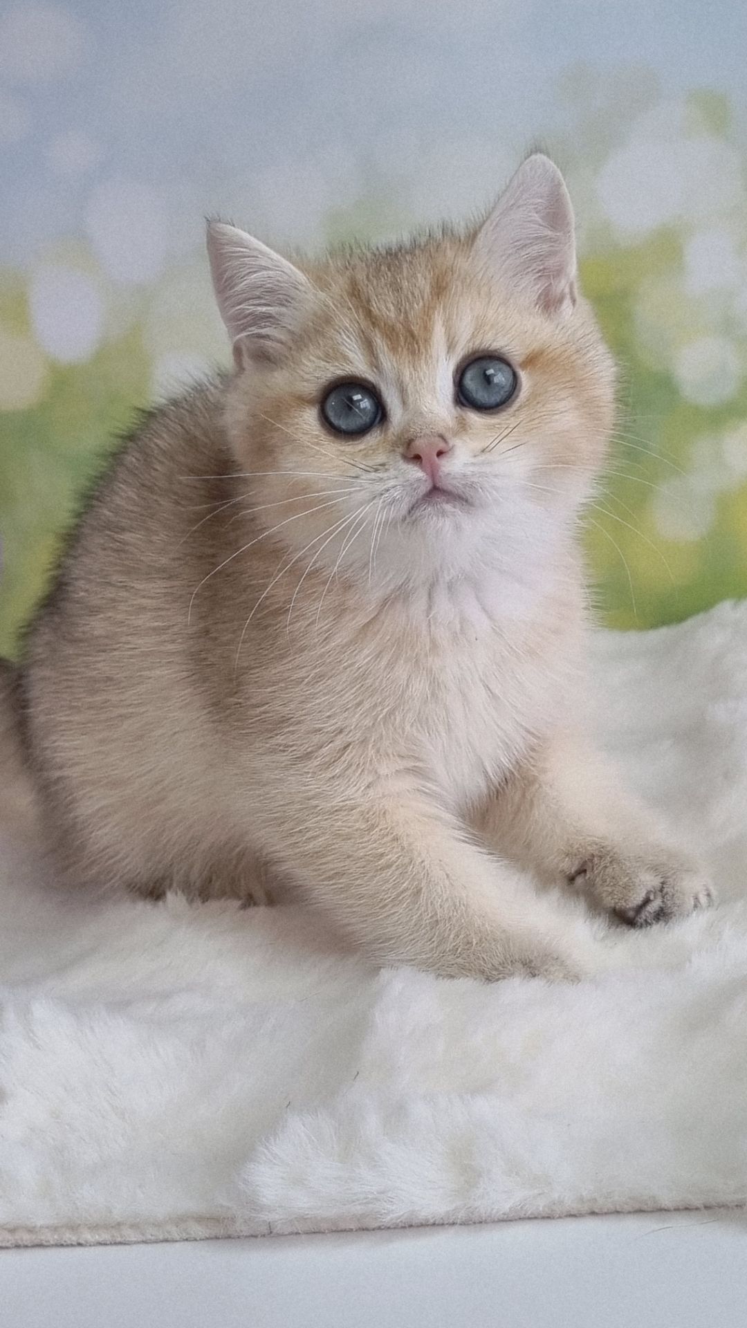 Кошенята Британські золоті