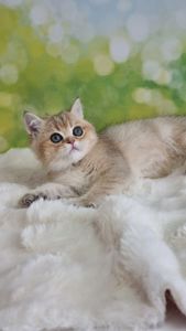 Британський хлопчик