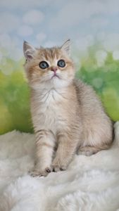 Британський хлопчик