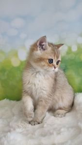 Британський хлопчик