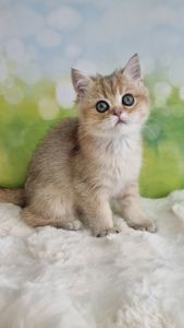 Британський хлопчик