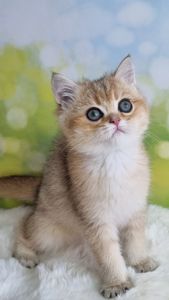 Британський хлопчик