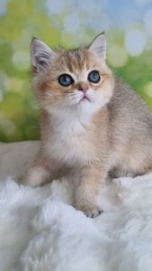 Британський хлопчик