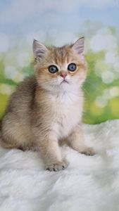 Британський хлопчик